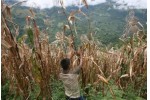 Nicaragua Se considero la sequia mas severa de los ultimos 30 anos y afecto fuertemente a 100 mil familias Para los proximos anos se espera un incremento en la temperatura de 3 grados centigrados a 4 g