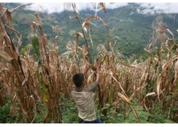 Nicaragua Se considero la sequia mas severa de los ultimos 30 anos y afecto fuertemente a 100 mil familias Para los proximos anos se espera un incremento en la temperatura de 3 grados centigrados a 4 g